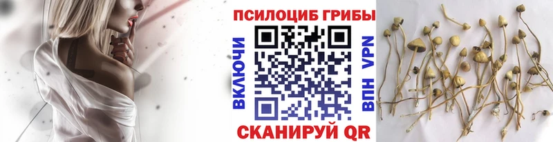 Псилоцибиновые грибы Cubensis  Рубцовск 